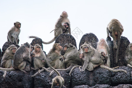 寺庙里的猴子惊讶新闻的高清图片