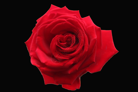 鲜花 大自然黑色植物绿色玫瑰花瓣粉色红色背景图片