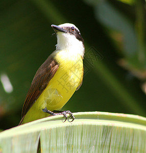 象声词Kiskadee 斯斯卡德杂食性眼睛栖息棕榈利爪眼线条纹尾巴边缘账单背景