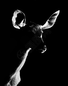 阴影角安特洛普西尔维特辉光阴影跳羚喇叭艺术哺乳动物日落公园环境野生动物背景