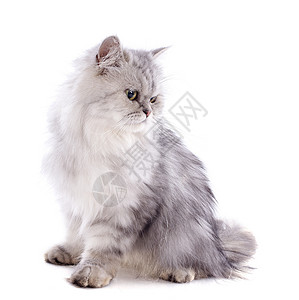 波斯语的猫肖像可爱的高清图片