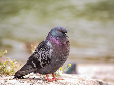 侧面鸟蓝绿蓝绿鸽生活灰色野生动物绿色紫色野性休息眼睛自由岩石背景
