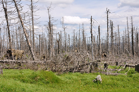 被树皮甲虫毁坏的森林木头材料天空砍伐生态树干树桩气候破坏国家背景图片