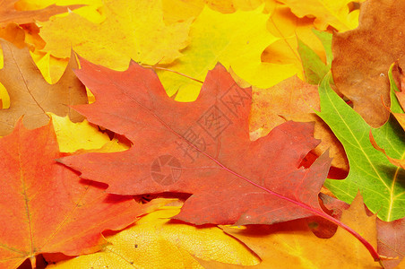 秋天地面秋叶装饰品环境阳光公园季节宏观金子橙子墙纸植物群背景