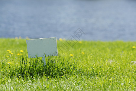 蒲公英水草地上的白牌场地蓝色桌子环境空白生长木板绿色黄色白色背景