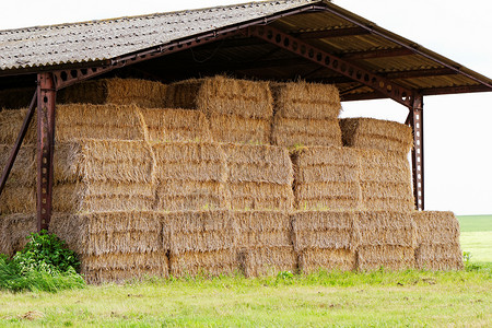 干草捆屋顶下面的草叶太阳垃圾粮食稻草植物谷仓金子小屋食物村庄背景