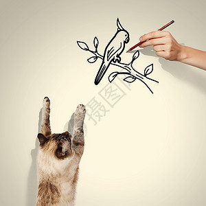 画鸟西亚马猫食物宠物游戏哺乳动物乐趣野生动物卡通片艺术爪子动物背景