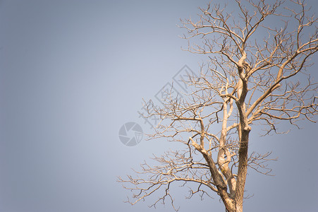 古树树枝纹理和背景天空草地国家乡村地平线边缘概念棕褐色艺术植物背景图片