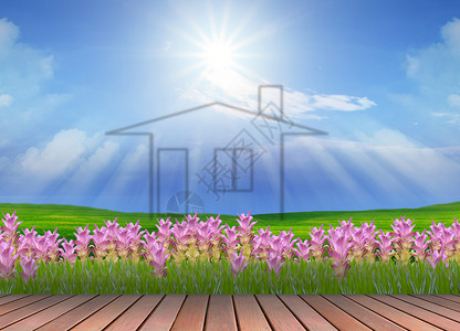 太阳框绿色田地上的新家土地房子太阳财产蓝色地面植物群开发郁金香植物背景