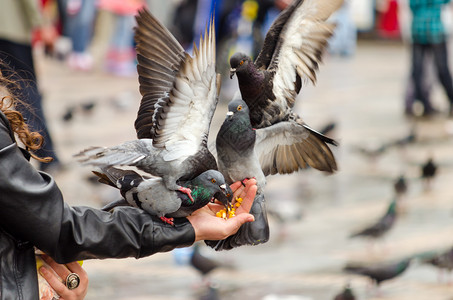 玻利瓦尔广场用手吃饭的鸽子背景