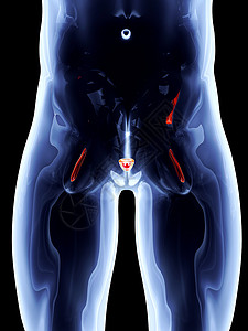 内部器官  前列腺生理药品男人男性尿液癌症教育计算机系统断层背景图片