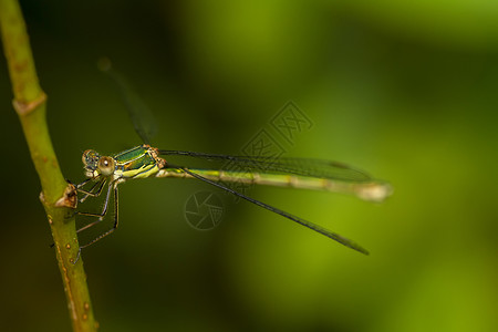 南部绿化大坝昆虫移民翅膀绿色展翼荒野宏观动物群高清图片