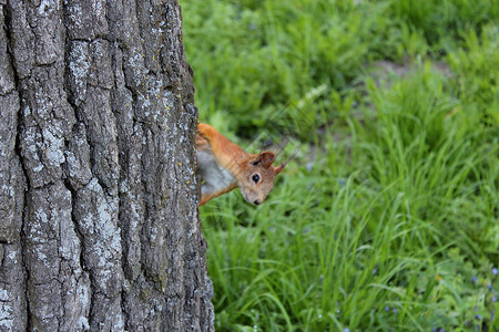 吃瓜松鼠松鼠坐在公园的树上背景