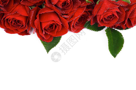 红玫瑰庆祝框架插花边界图案花朵水滴树叶假期深洋红色背景图片