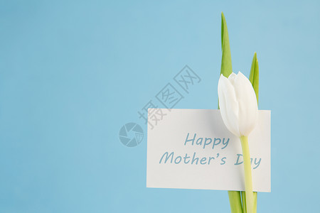 白郁金香 蓝底带快乐母亲日卡背景图片