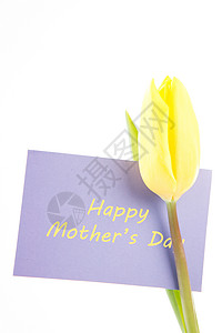 黄黄色郁金香 有一张白色背景的幸福母亲日卡背景图片