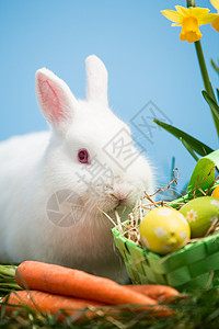 篮子彩蛋白兔子坐在复活节鸡蛋旁 绿色篮子和胡萝卜背景