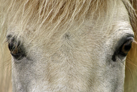 马眼 29马的眼睛特写高清图片
