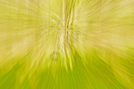 B 自然背景摘要棕色树木条纹运动绿色线条木头森林背景图片