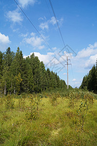 森林中的电线衬套导体空地电缆绿色技术网格框架活力天空背景图片