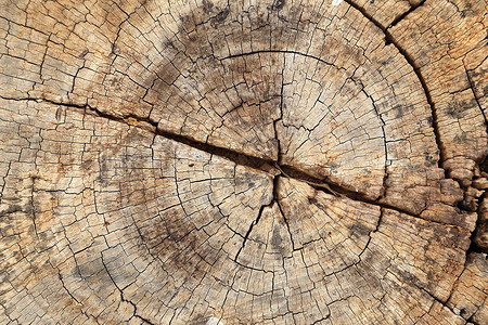 旧树枝纹理戒指同心生活橡木日志粮食硬木松树植物生长背景图片