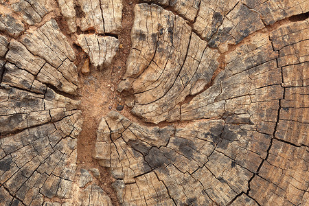 旧树枝纹理圆圈橡木粮食生活裂缝墙纸同心树干树桩戒指背景图片