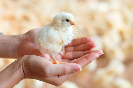 孵化场手里握着一只小鸡背景