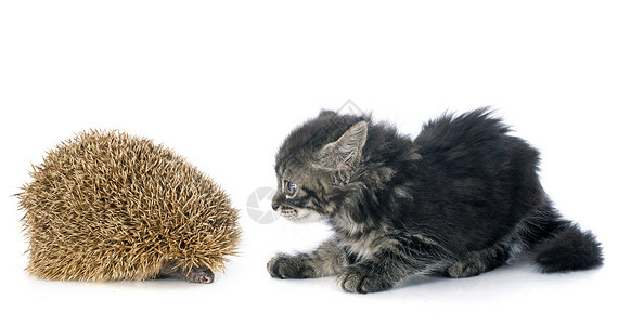 刺猪和小猫背景图片