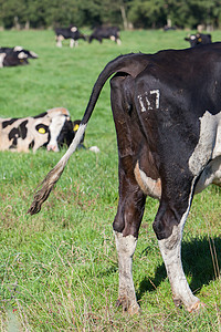 奶牛的品牌数是117高清图片