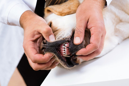 联齿类检查狗的牙齿动物疾病鼻子牙科猎人牙医爪子药品桌子耳朵背景