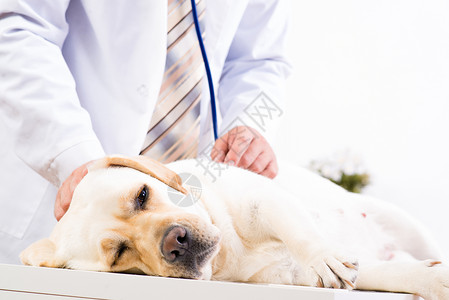 罗兹狗检查狗的健康状况地区疼痛毛皮考试帮助男性职业免疫犬类成人背景