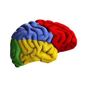脑图医疗器官思考智力生物学专注科学知识心理想像力背景图片