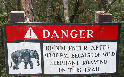 大象标志注意丛林中大象的标志背景