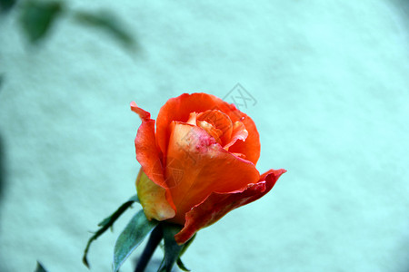 背景上的玫瑰庆典叶子热情橙子假期周年冲刺纪念日脆弱性红色背景图片