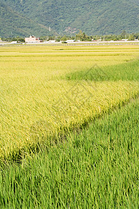 长堤农村风景场景建筑村庄食物粮食收成谷物植物蓝色农场背景图片