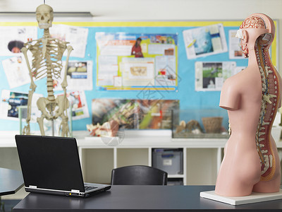 生物类桌上的笔记本电脑和解剖模型背景图片