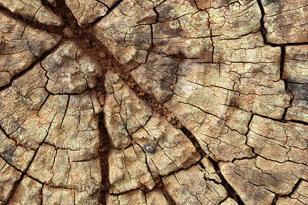 旧树枝纹理日志橡木裂缝植物硬木树干墙纸戒指木材松树背景图片