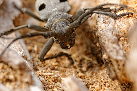 独角兽甲虫宏观红色鞘翅目漏洞焦点黑色长角野生动物动物群环境背景图片