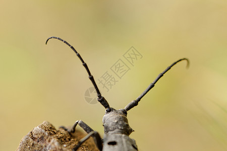 摩羯天秤独角兽甲虫动物长角焦点漏洞昆虫学选择性鞘翅目黑色野生动物天线背景