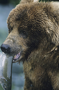 熊吃鱼灰熊与鱼在嘴中紧闭背景