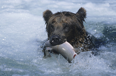 熊吃鱼灰熊与鱼一起在口中游泳哺乳动物棕色饥饿毛皮棕熊晚餐动物成就食物野生动物背景