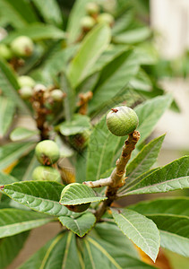 密斯佩尔单体灌木水果叶子饮食热带李子投标植物学营养季节背景