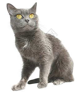 猫类晶须宠物短发猫科动物动物背景图片