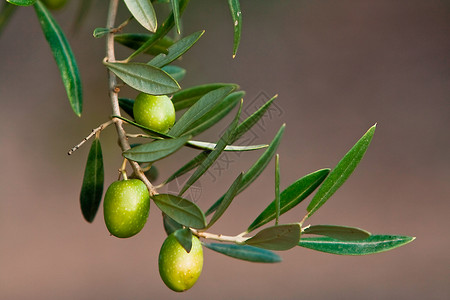 橄榄树枝树枝上绿橄榄和叶子 西班牙Jaen生产世界品种树林绿色地球天空植物树干分支机构背景