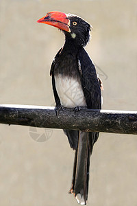 重明鸟非洲灰色角鸟背景