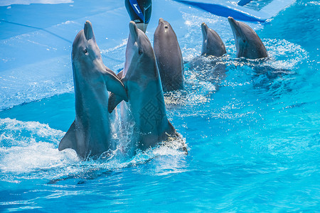 跳舞海豚舞蹈探戈野生动物海洋乐趣荒野尾巴自由飞跃动物游泳游泳者背景