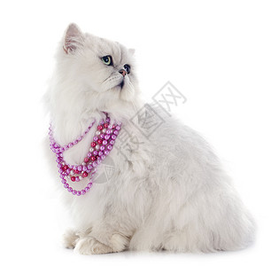 天猫猫白百塞天猫珍珠长发工作室珠宝猫科宠物衣领白色粉色动物背景
