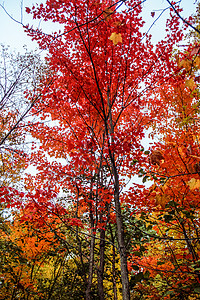 阿冈昆省立公园安大略红色的高清图片