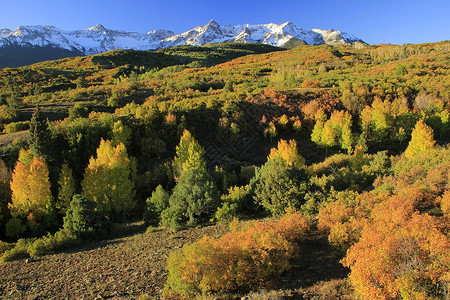 沃尔科特科罗拉多州不compaahgre国家森林天空松树划分叶子风景顶峰乌雷橙子荒野蓝色背景