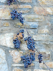 葡萄石石墙上的黑葡萄背景